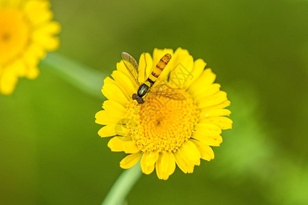 黄色花朵上维密翅膀高清图片