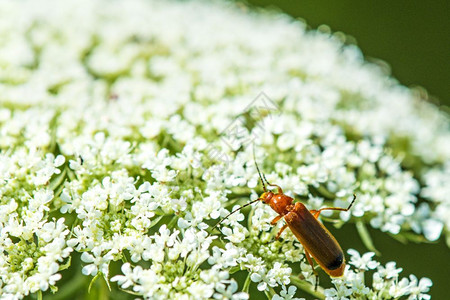 蚂蚁特写带甲虫的野胡萝卜背景