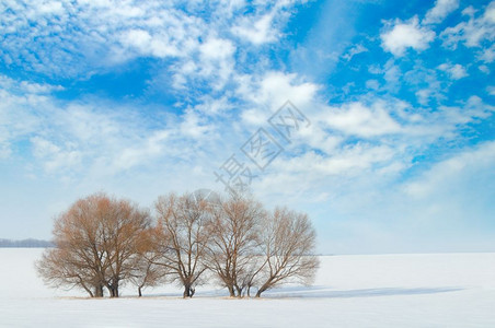 雪中覆盖的田地和树木图片