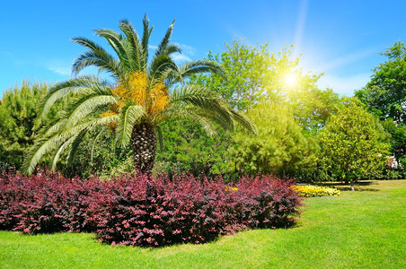 有热带棕榈树花床和草坪的夏季公园图片