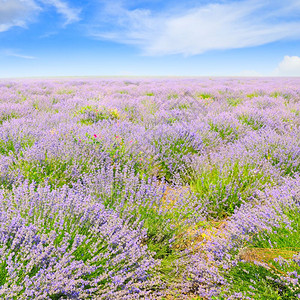 在蓝天背景的田地上盛开紫衣草背景图片