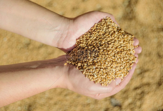 男人和在溢出谷物的背景下握着大量成熟小麦谷物的手图片