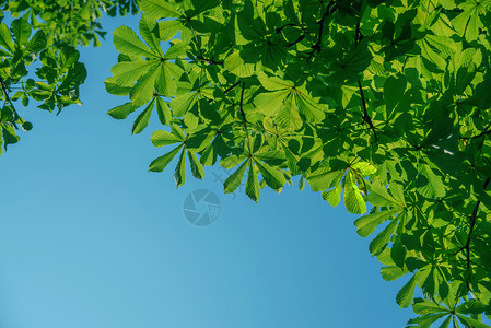 美丽的自然背景在清澈的夏日蓝天对着绿色的栗子叶图片