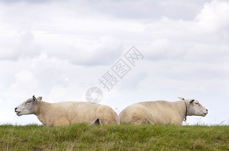 两只绵羊躺在阴间云的天空下草地上图片