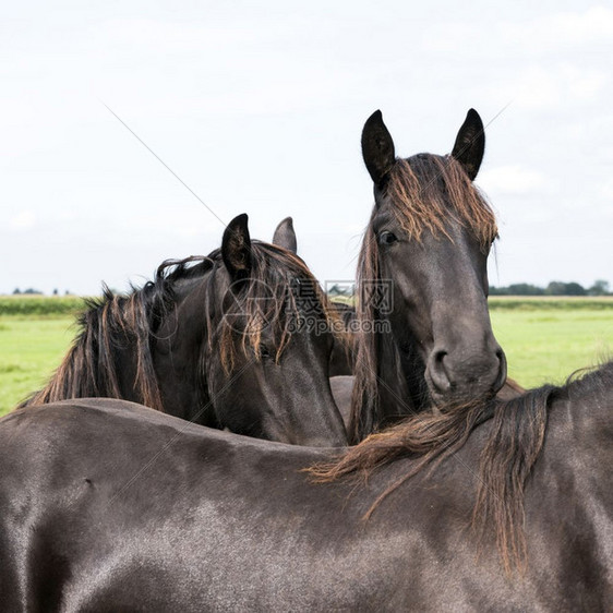 特写黑褐色的马头在荷兰草地在荷兰图片