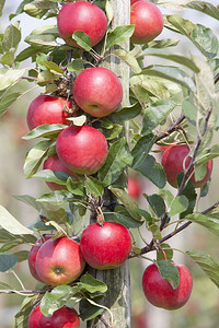 树上红苹果在荷兰河畔的杜特奇果园图片