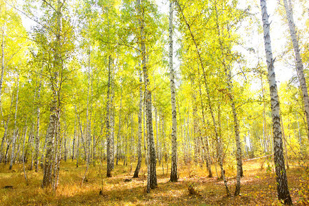 秋季的阳光照耀着树木林图片
