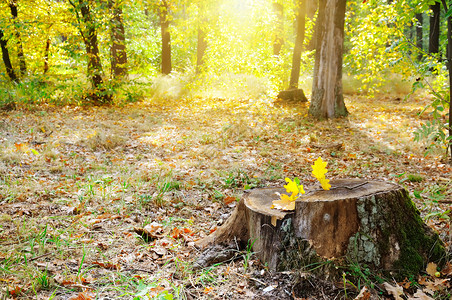 秋天公园的旧树桩背景图片