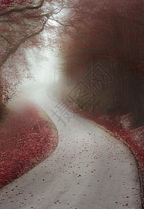 一片红树林和被雾笼罩的道路图片