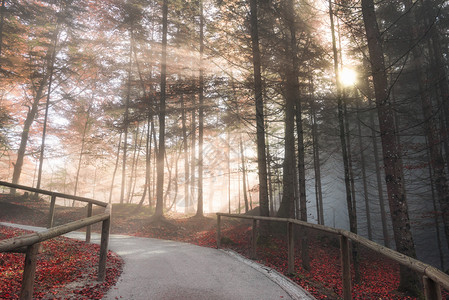 美丽的秋天景象路过一片彩色的森林阳光照耀着清晨的薄雾图片