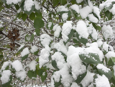 鲜雪下的绿树叶图片