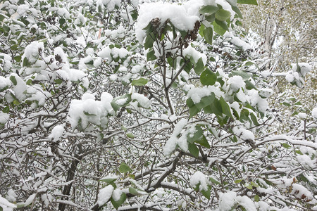 雪下的绿树叶图片