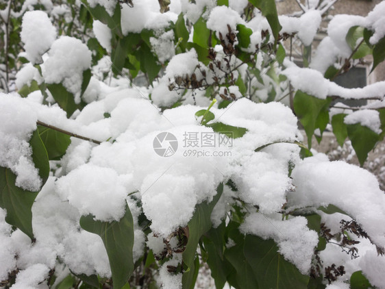 鲜雪下的绿树叶图片