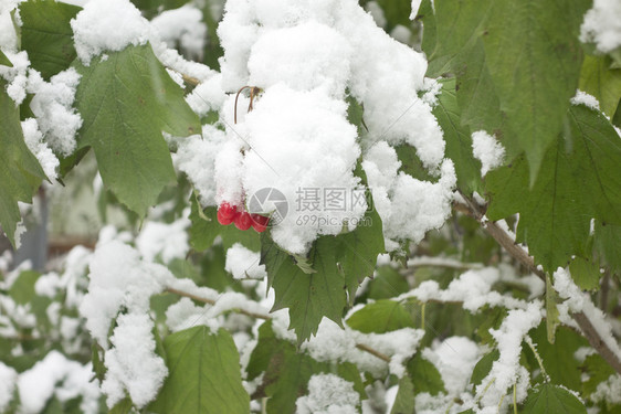 鲜雪下的绿树叶图片