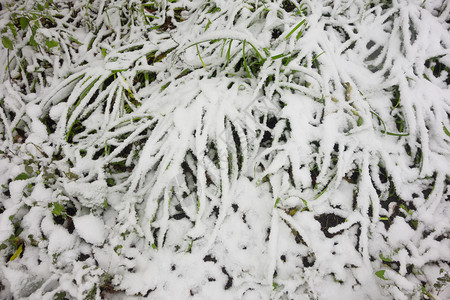 雪下的绿草图片