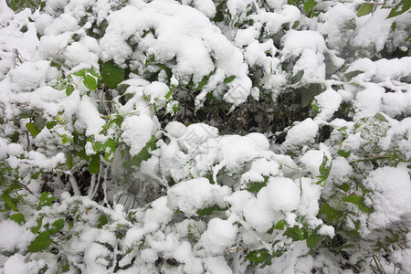 鲜雪下的绿树叶图片