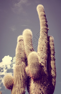 沙漠中的巨型仙人掌阿根廷图片