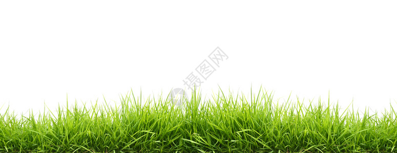 在白色背景中隔离的春青草背景图片