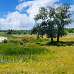 一个古老的湖有水生植被和光化草原图片