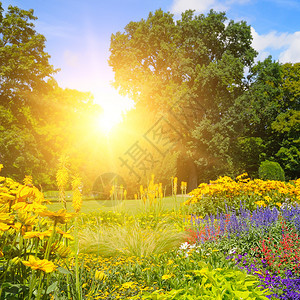 夏季公园有美丽的花床和阳光图片