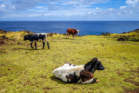 东岛悬崖上的奶牛太平洋上的奶牛北岛悬崖上的奶牛图片