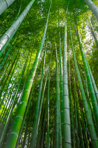 荒山竹林在佐加诺京都日本荒山竹林京都日本高清图片下载 正版图片 摄图网