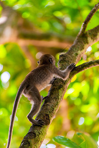 活跃的小猴子宝爬上一棵高树图片