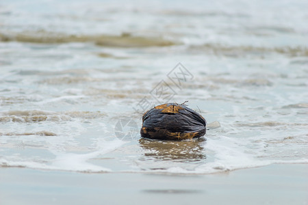 海岸附近的海水中一个老椰子的特写镜头图片