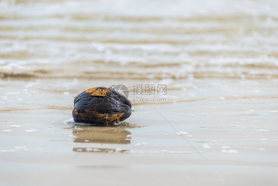 海水中的旧湿椰子图片