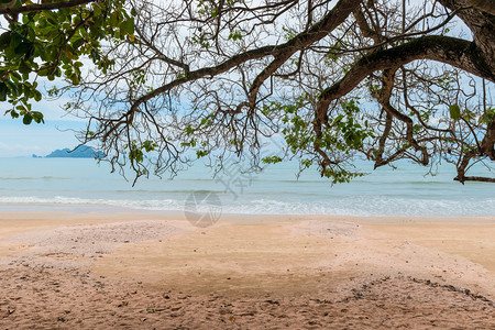 海边沙滩上的树图片
