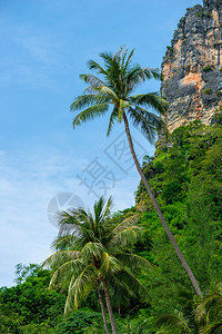 热带棕榈树和纯粹悬崖的垂直景观图片