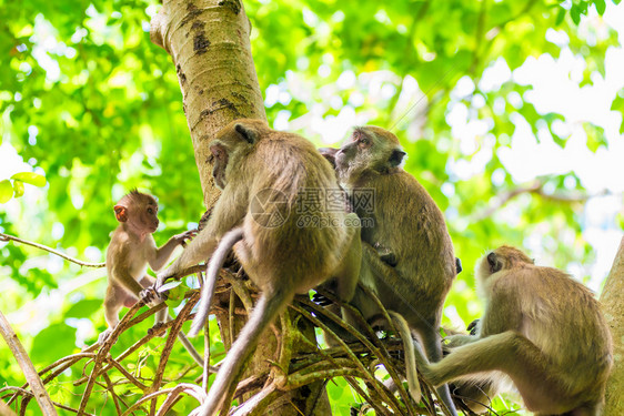 一群猴子在树上叫着喊图片
