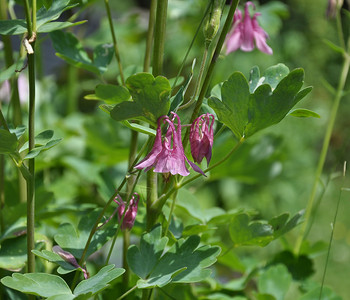 花床上的columbine图片素材