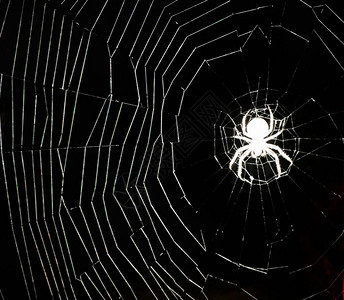 深夜白色蜘蛛网上的和夜晚白色蜘蛛网图片