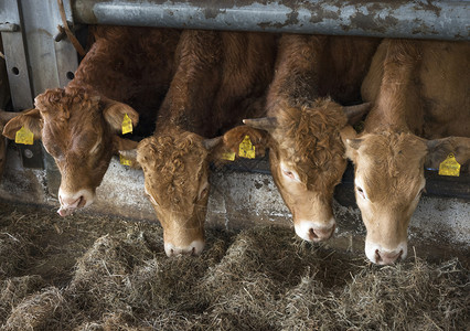 四辆年轻的公牛豪华轿车在露天谷仓里喂食在乌特勒支附近的内地有机农场里图片