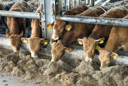 六辆年轻的公牛豪华轿车在露天谷仓里喂养在乌特勒支附近的内地有机农场里图片