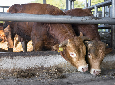 两辆公牛豪华轿车在露天谷仓里供养在乌特勒支附近的内地有机农场图片