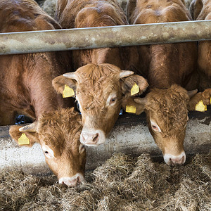 三辆年轻的公牛豪华轿车在露天谷仓里喂养在乌特勒支附近的内地有机农场里图片
