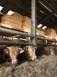 三辆公牛豪华轿车在露天谷仓里供养在乌特勒支附近的内地有机农场图片
