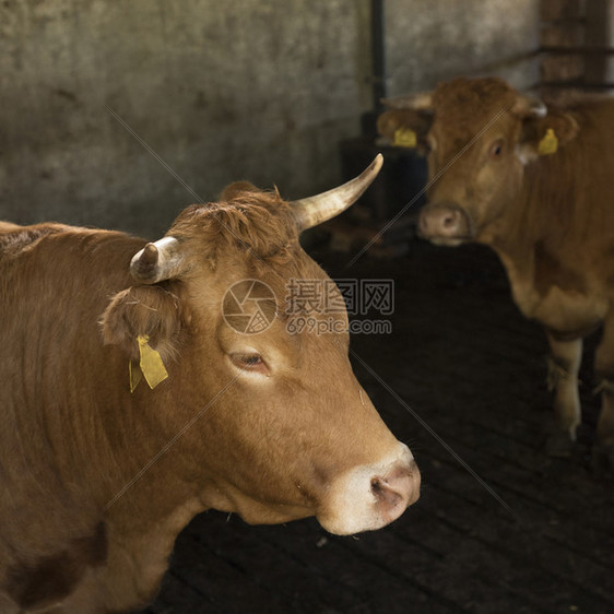 在乌勒支附近无地带有机农场的谷仓内养牛图片