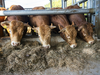 四辆公牛豪华轿车在露天谷仓里喂食在乌特勒支附近的内地有机农场图片