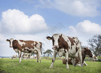 在青草地上伫立的奶牛图片