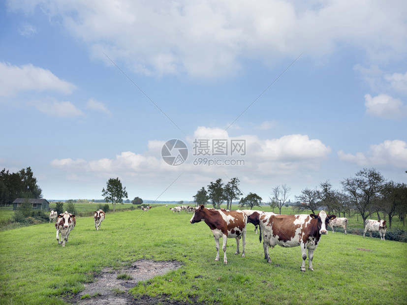 在青草地上伫立的奶牛图片