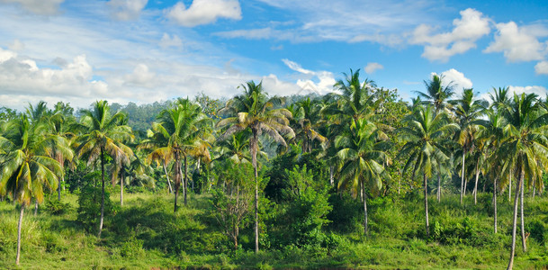 热带棕榈树和蓝天空云彩明亮图片