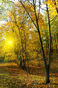 秋天森林黄叶和日落图片