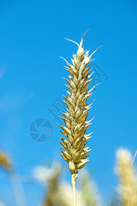 蓝色天空的小麦头图片