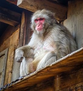 在伊瓦塔山猴子公园京都雅潘的屋顶上图片