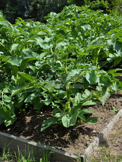 绿屋中的青番茄植物，超强矿物质图片