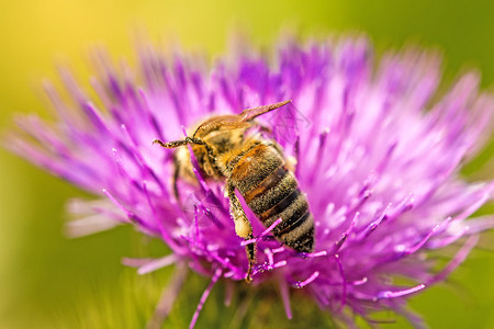 美丽花朵上的蜜蜂图片