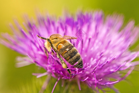 美丽花朵上的蜜蜂图片